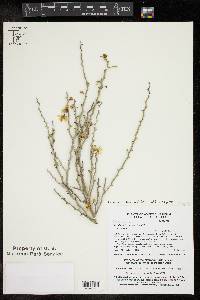 Parkinsonia texana image