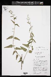 Tragia urticifolia image