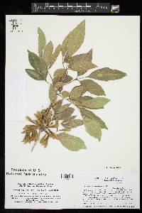 Fraxinus berlandieriana image