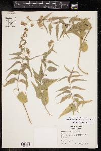 Koanophyllon solidaginifolium image