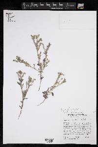 Cryptantha texana image