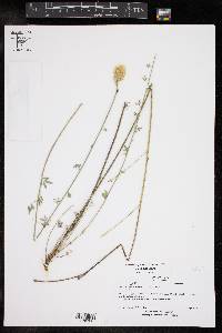 Dalea aurea image