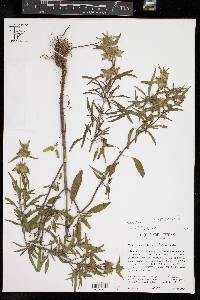 Monarda punctata image