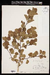 Crataegus viridis var. glabriuscula image