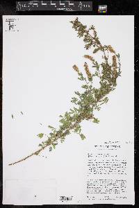 Dalea grisea image