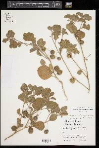 Physalis cinerascens var. cinerascens image