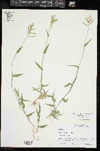 Urochloa reptans image