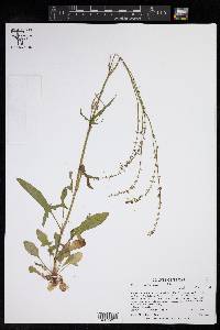 Rumex hastatulus image