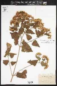 Ageratina havanensis image