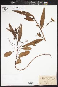 Ludwigia octovalvis image