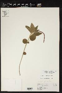 Acalypha phleoides image