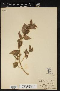 Acalypha dioica image