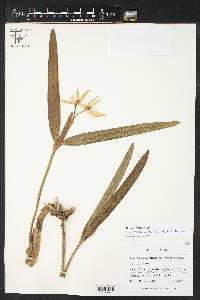 Prosthechea baculus image