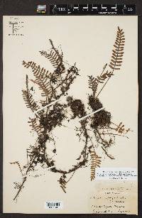 Pleopeltis polypodioides image