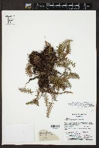 Pleopeltis polypodioides image