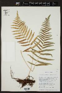 Polypodium subpetiolatum image