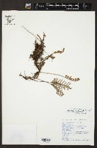 Pleopeltis polypodioides var. polypodioides image