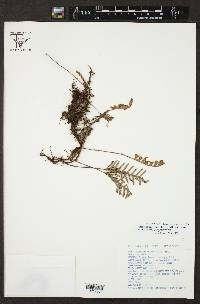 Pleopeltis polypodioides image