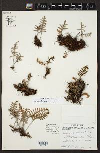 Pleopeltis polypodioides image