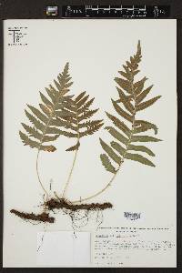 Polypodium californicum image