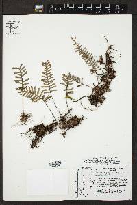 Pleopeltis polypodioides var. michauxiana image