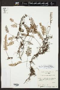 Pleopeltis polypodioides image