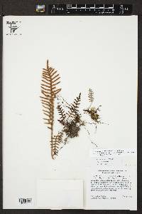 Polypodium rosei image