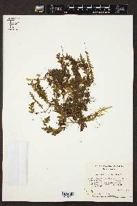 Hymenophyllum asplenioides image