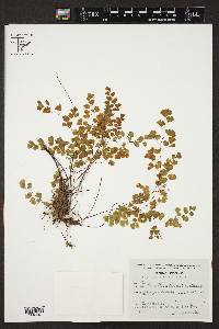 Adiantum poiretii image