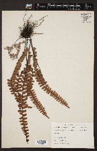 Adiantum shepherdii image