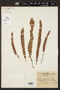 Adiantum shepherdii image
