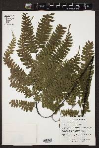 Adiantum wilesianum image