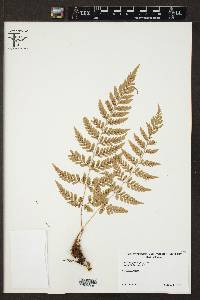 Dryopteris patula image