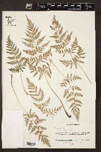 Dryopteris rossii image