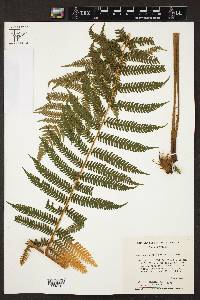 Cyathea fulva image