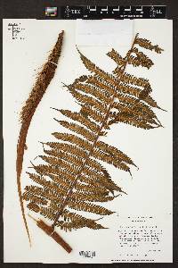 Cyathea fulva image