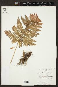 Dryopteris karwinskyana image