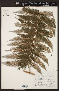 Lophosoria quadripinnata image