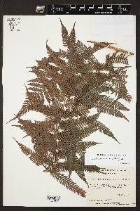 Cyathea myosuroides image