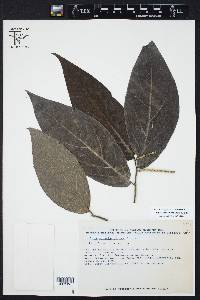 Piper aeruginosibaccum image