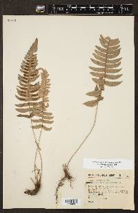 Blechnum glandulosum image