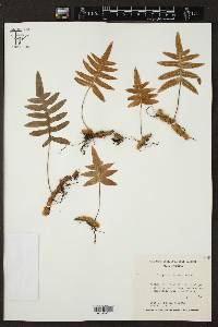 Polypodium arcanum image