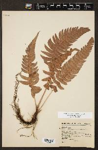 Blechnum glandulosum image