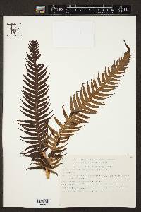 Woodwardia spinulosa image