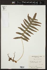 Polypodium arcanum image