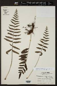 Polypodium adelphum image