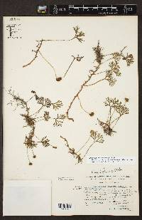 Elaphoglossum obovatum image