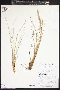 Tillandsia festucoides image