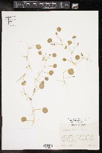 Hydrocotyle verticillata image