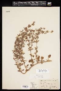 Eriogonum abertianum image